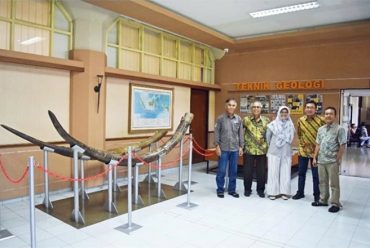 Tim Laboratorium Paleontologi, Temukan Gading Stegodon Raksasa di Majalengka