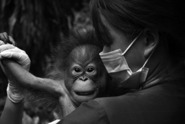 Misteri Orang Utan