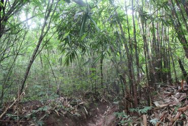 Vegetasi dan View