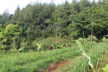 Vegetasi dan View