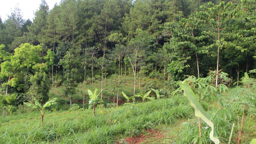 Vegetasi dan View