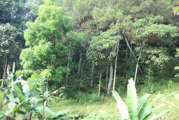 Vegetasi dan View