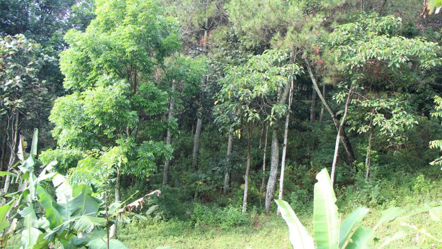 Vegetasi dan View