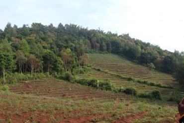 Vegetasi dan View
