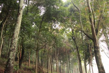 Vegetasi dan View
