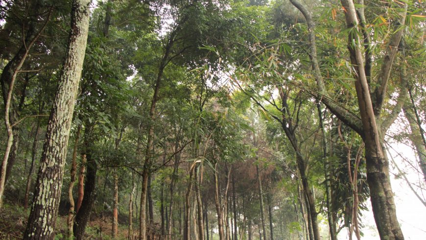 Vegetasi dan View