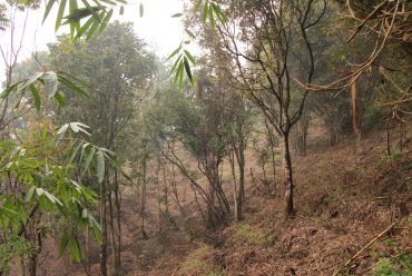 Vegetasi dan View