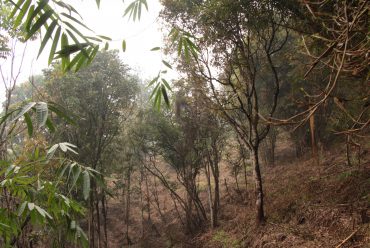 Vegetasi dan View