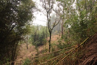 Vegetasi dan View