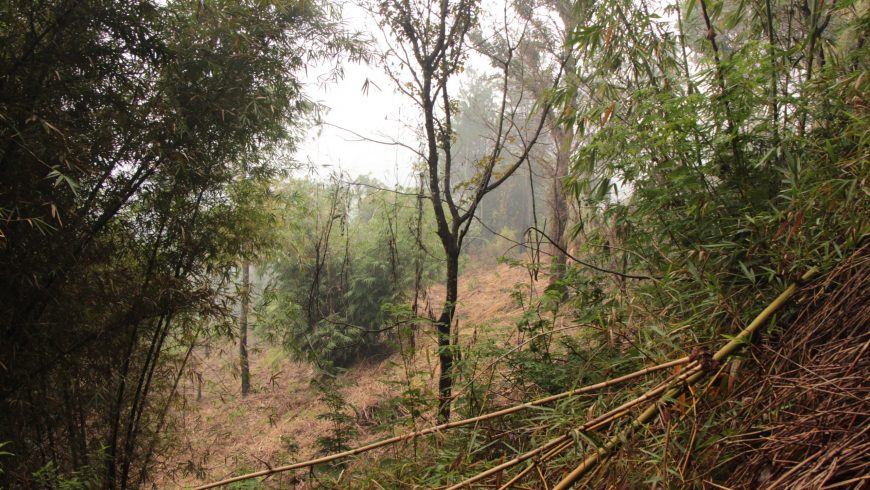 Vegetasi dan View