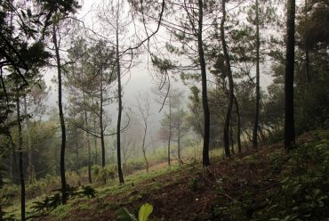 Vegetasi dan View