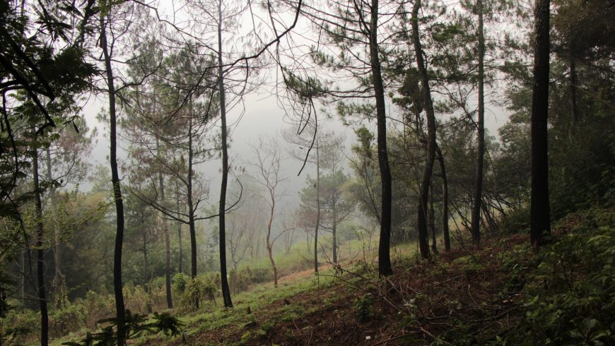 Vegetasi dan View