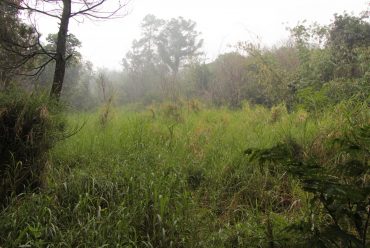 Vegetasi dan View
