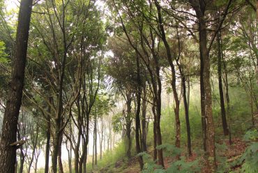 Vegetasi dan View