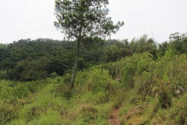 Vegetasi dan View