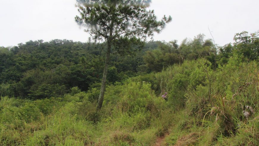 Vegetasi dan View