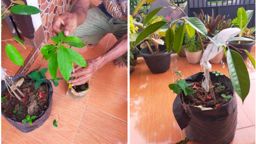 Pembangunan Sarana Pembibitan (Semi-Permanent Nursery) Tanaman Hutan Rakyat