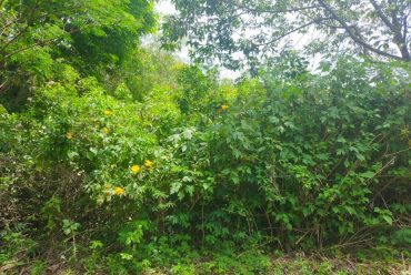 Pengembangan Pilot Project Forest Restoration di KHDTK HP Gunung Geulis ITB