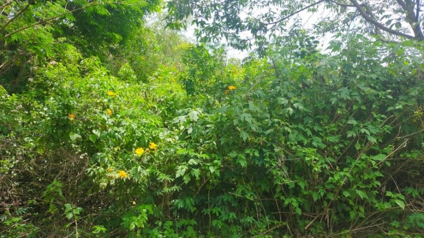 Pengembangan Pilot Project Forest Restoration di KHDTK HP Gunung Geulis ITB