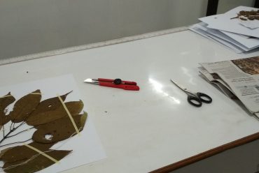 Pengeplakan Material Tumbuhan
