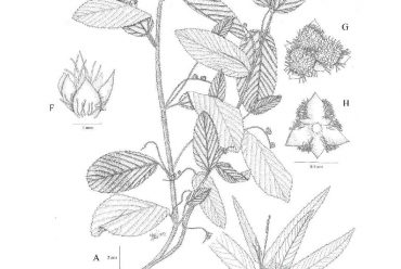 Caperonia palustris (L.) A.St.-Hil., Jenis Rekaman Baru untuk Flora Malesiana