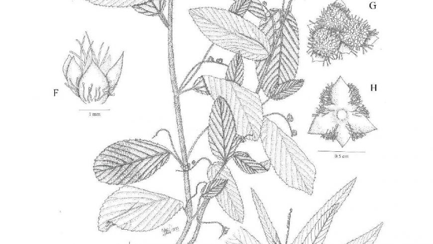 Caperonia palustris (L.) A.St.-Hil., Jenis Rekaman Baru untuk Flora Malesiana