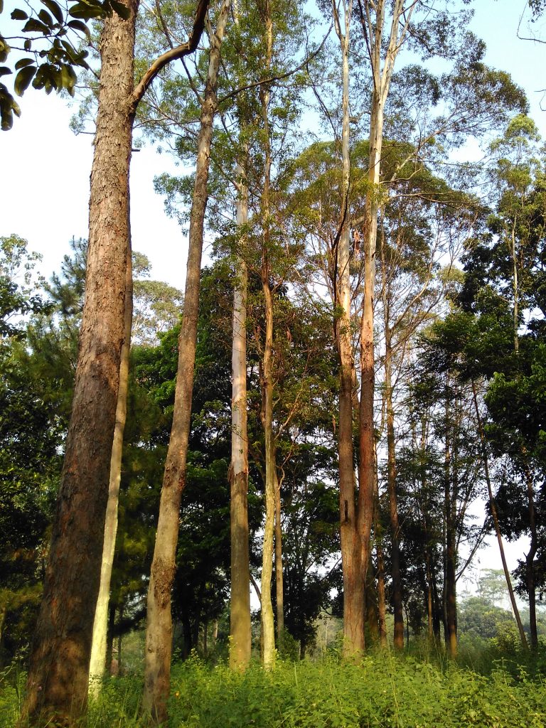 Eukaliptus merupakan salah satu pohon asli yang tumbuh di