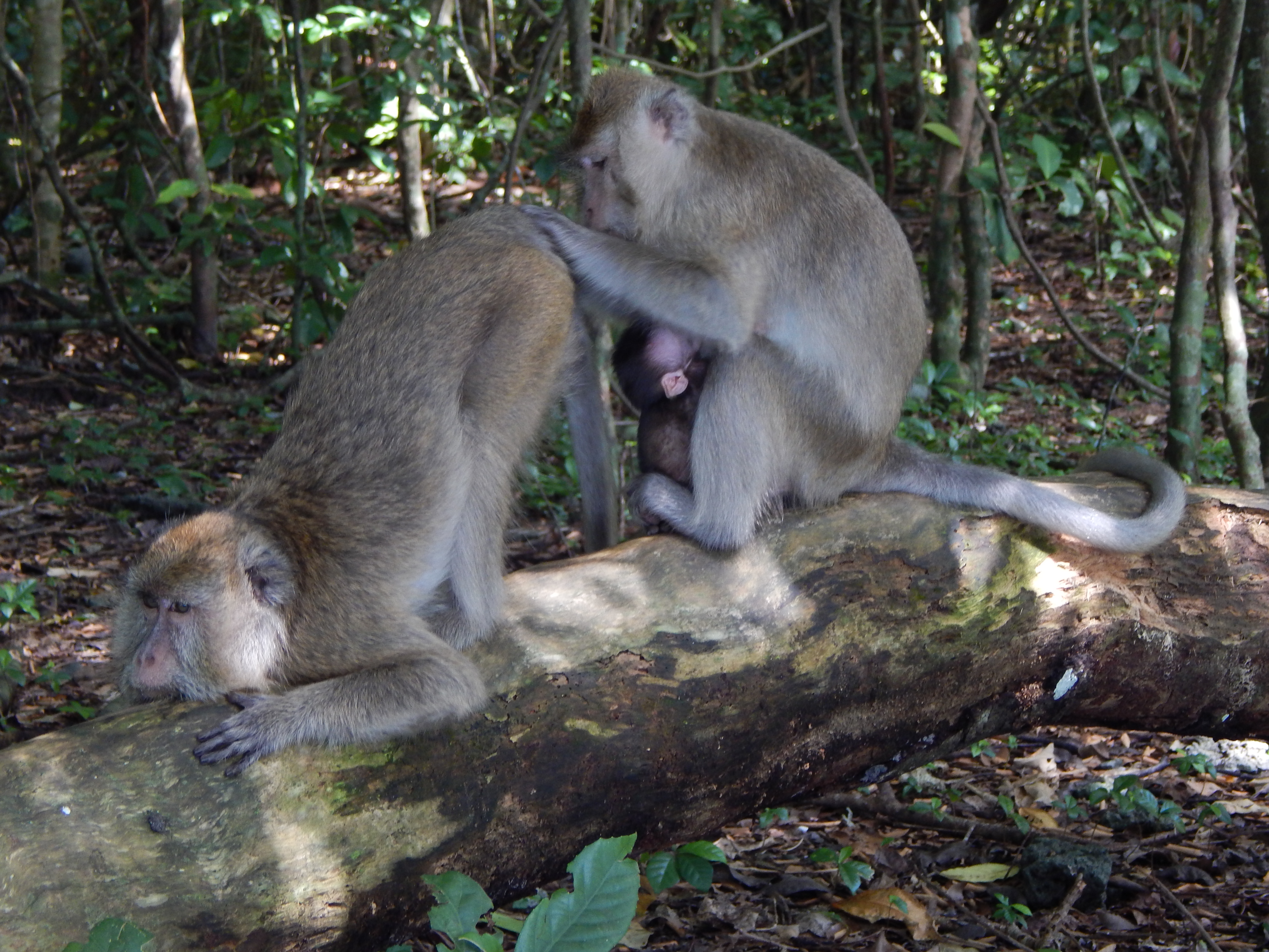 Monyet ekor panjang (Macaca fascicularis), salah satu hewan yang mudah ditemui di CA/TWA Pananjung-Pangandaran