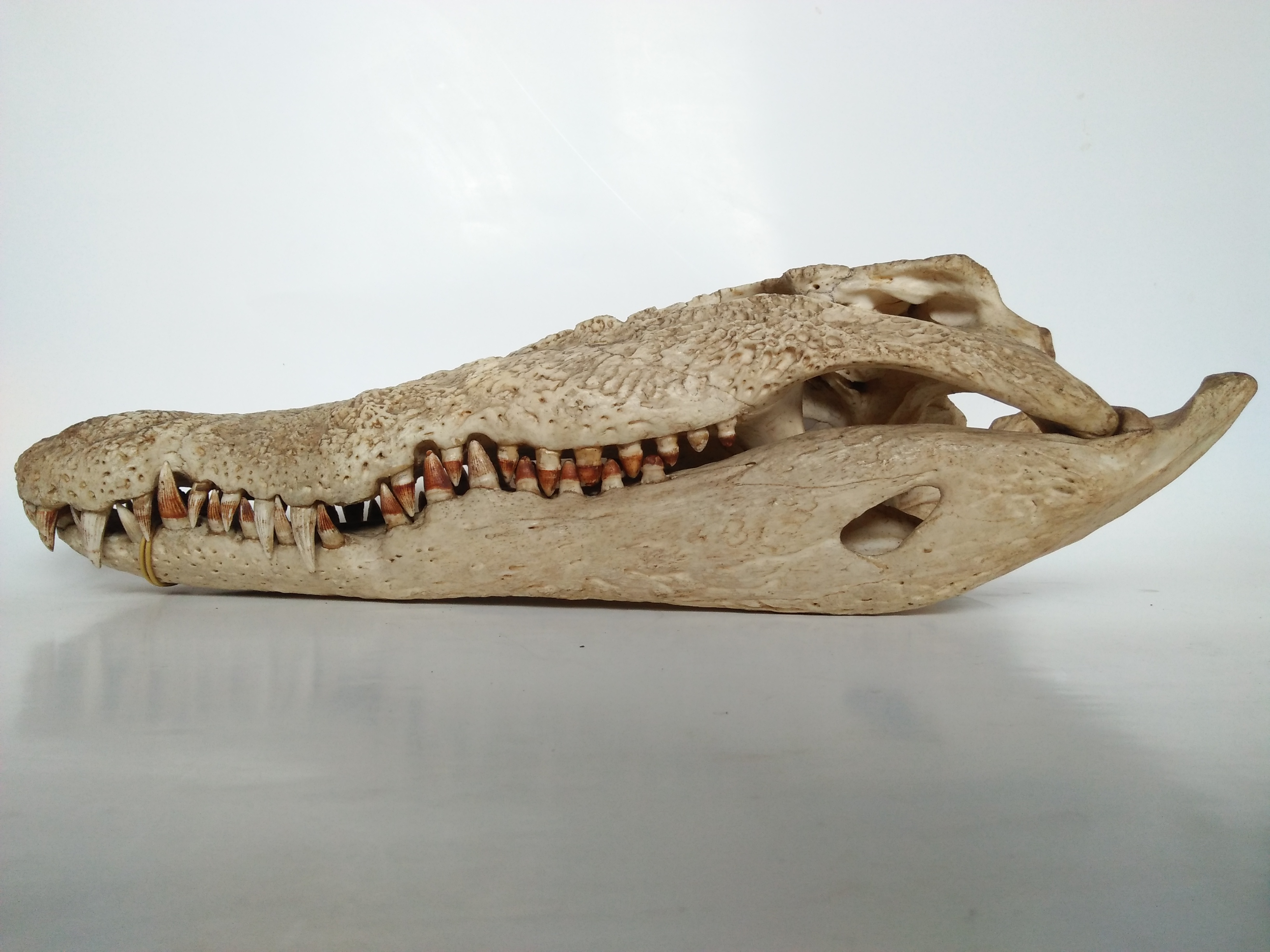 Contoh awetan kering berupa tengkorak buaya muara (Crocodylus porosus). Foto: Ganjar Cahyadi
