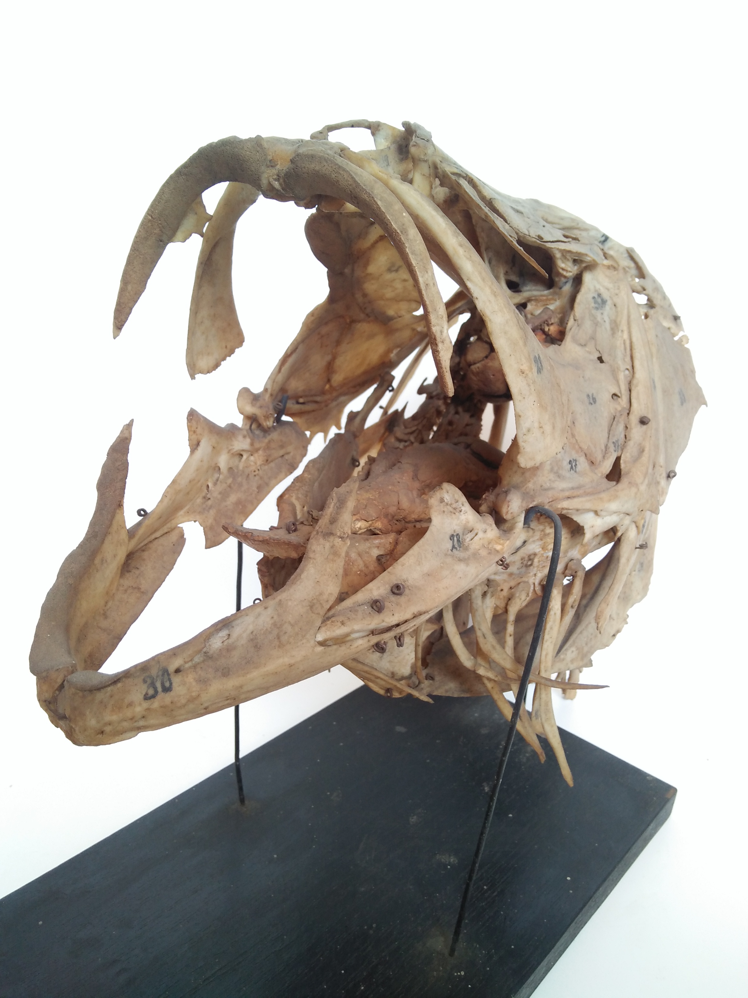 Contoh awetan kering dalam bentuk artikulasi rangka kepala ikan kakap. Foto: Ganjar Cahyadi